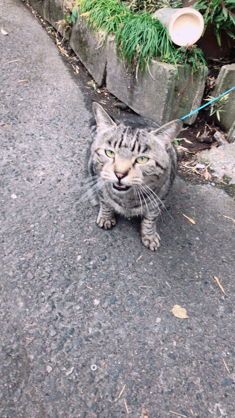 180510茶園ブログ